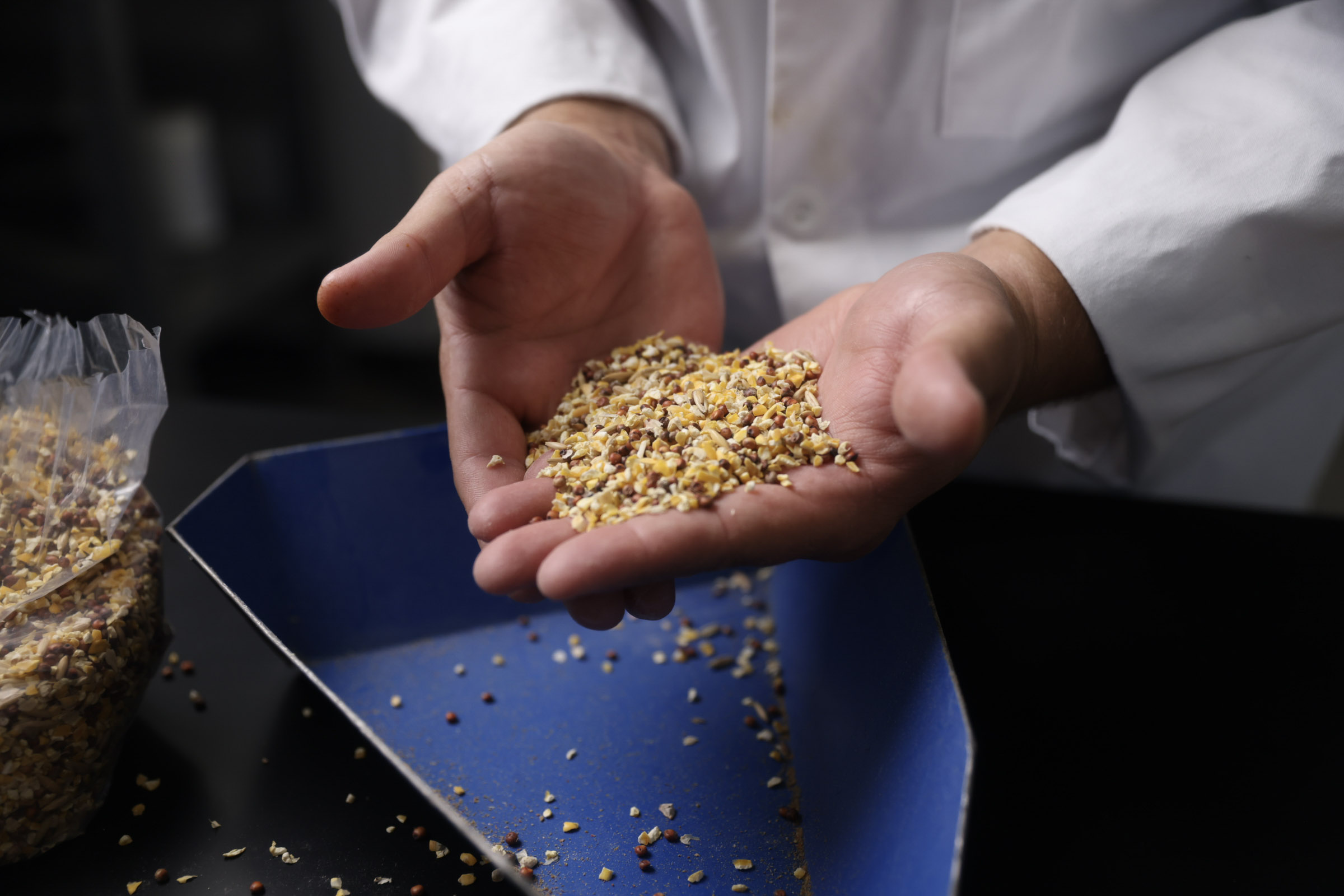 Hands holding a scoop of feed over a blue container.