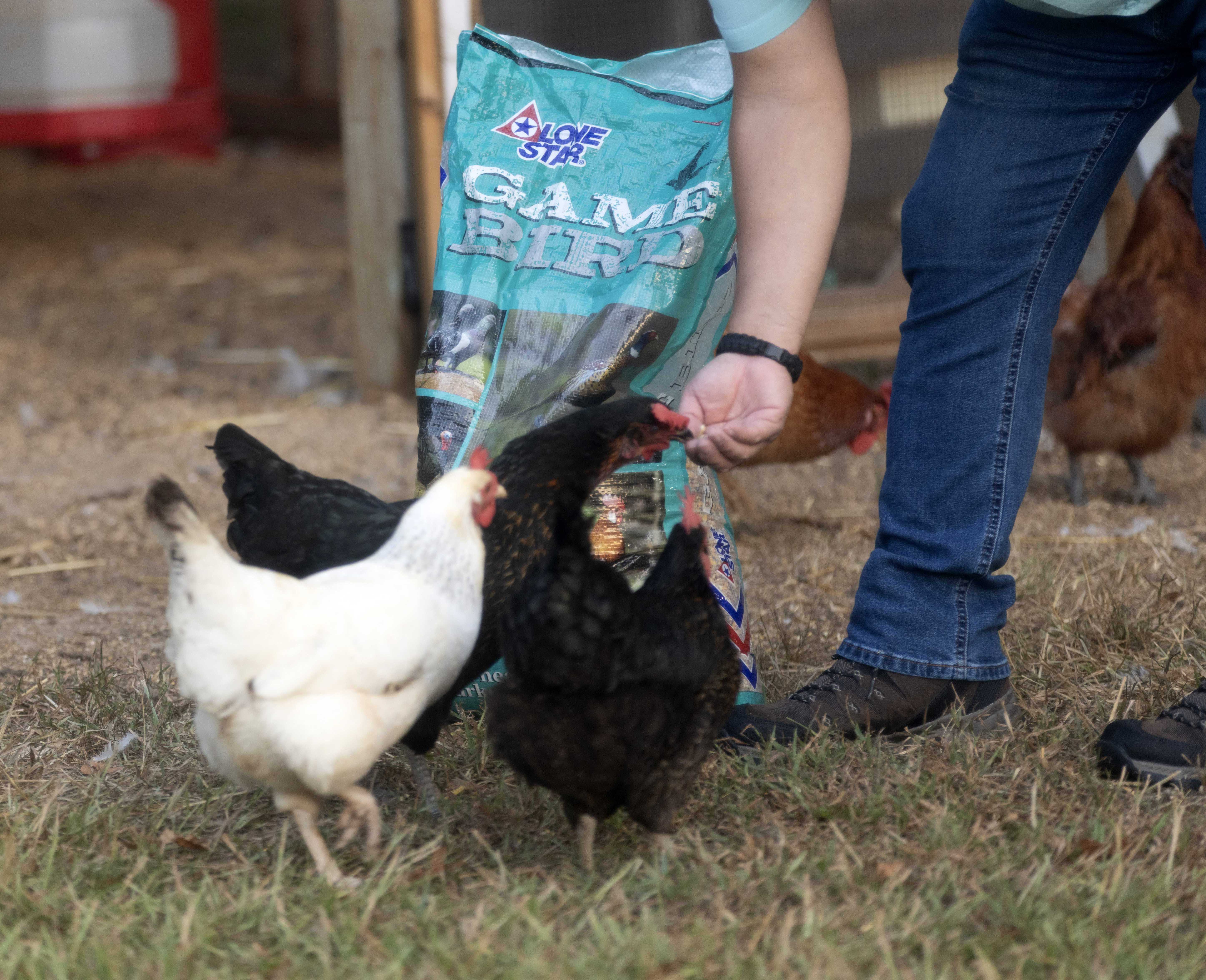 man leaning down to hand feed chickens with lone star chicken feed