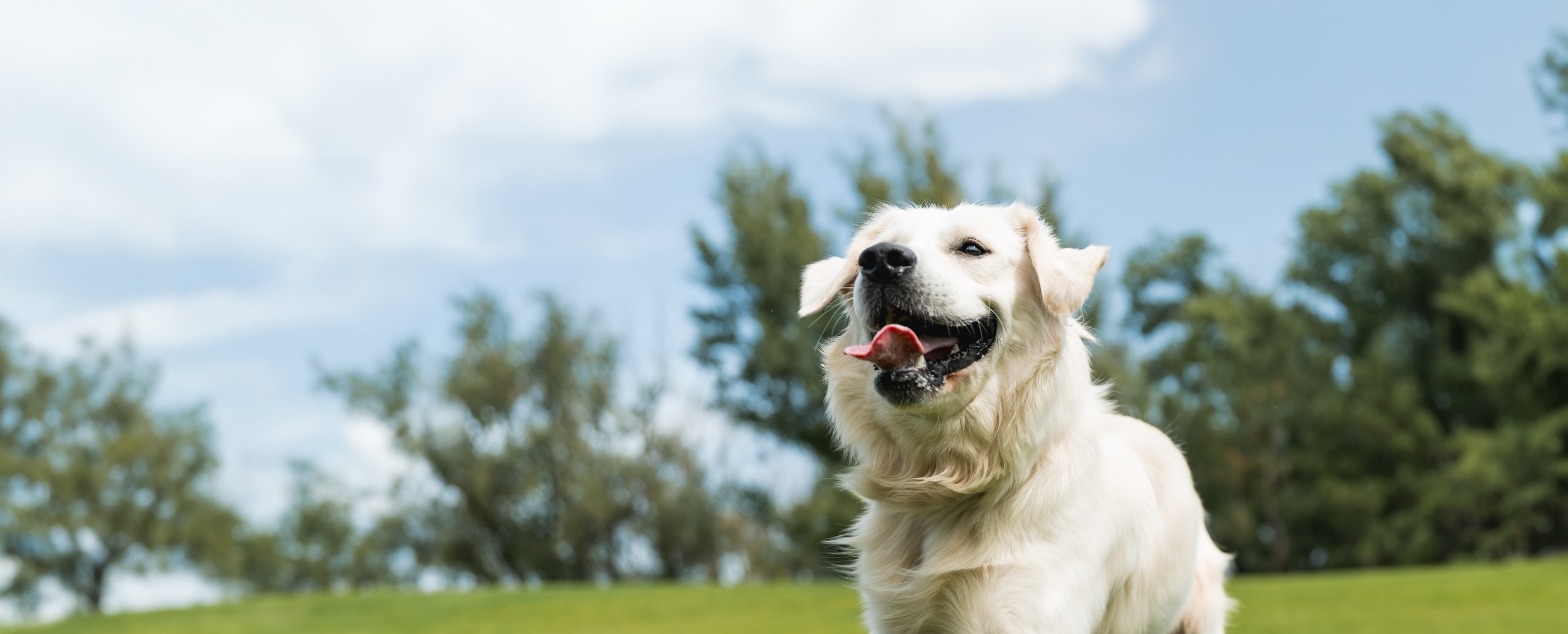 healthy dog running in a field