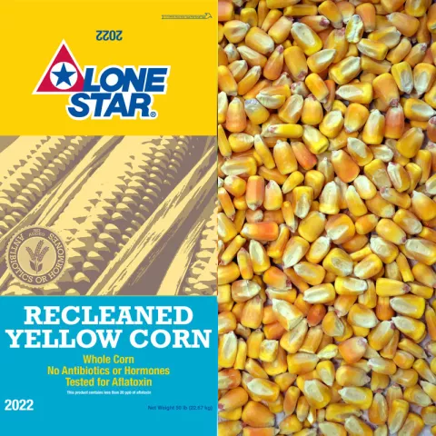 Recleaned yellow corn
