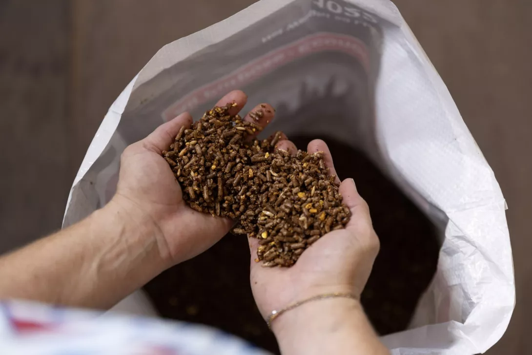 person holding sweet feed above feed bag